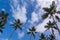 Multiple palm trees against a blue sunny sky with wispy cloud background