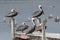 Multiple Pelicans Take Over Dock