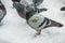 Multiple pigeons on a snowy surface