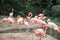 Multiple pink flamingo\\\'s at the zoo