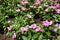 Multiple pink flowers of Catharanthus roseus