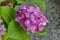 Multiple pink hydrangea plant or hortensia flower with leaves in the garden, Sofia