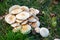 Multiple Poplar fieldcap mushroom (Cyclocybe cylindracea) fungus growing in grass, Salamanca, Spain