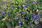 Multiple purple flowers of dog violets in March