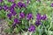 Multiple purple flowers of dwarf irises