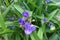 Multiple purple flowers of Tradescantia virginiana