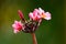 Multiple red flowers of the beautifully exotic frangipani plant