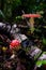 Multiple red mushroom, open and closed with white dots,red amanita, fly agaric. Dark scene on a wet forest floor with