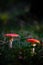 Multiple red mushroom with white dots in a ray of sunlight,red amanita, fly agaric. Dark scene on a wet forest floor