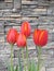 Multiple red orange spring tulip flower with stone background