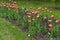 Multiple red and white bicolor flowers of tulips