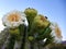 Multiple saguaro cactus blossoms and unopened buds
