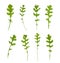 Multiple signle eruca sativa rucola arugula fresh