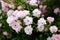 Multiple small densely planted fully open blooming light pink roses growing in local garden surrounded with leaves and rose buds