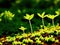 Multiple small seedlings growing in a rich soil in morning sunlight.