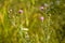 Multiple spiny plumeless thistle in bloom closeup view with blurred green plants on background