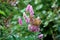 Multiple Spirea Triumphans or Spiraea x billardii Triumphans garden hybrid shrub plants with tiny partially dried purplish pink