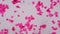 Multiple squamous epithelium under the microscope - Abstract pink dots on white background