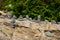 Multiple stacks of rocks on a log