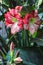 Multiple stripy pink white hippeastrum amaryllis flowers with red stripes on petals in nature garden background Star Lily Amaryl