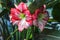 Multiple stripy pink white hippeastrum amaryllis flowers with red stripes on petals in nature garden background Star Lily Amaryl