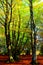 Multiple trunks of beech trees surrounded by autumn foliage in Canfaito forest