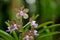 Multiple unique spotted orchids, green background