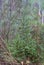 Multiple varieties of pine trees mixed with shrubs on a forest floor near Hinckley Minnesota