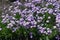Multiple violet flowers of Erigeron speciosus