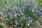 Multiple violet flowers of Iris sibirica