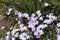 Multiple violet flowers of phlox subulata in April