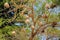 Multiple weaver bird nests in the tree