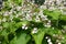 Multiple white flowers of catalpa in June