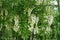 Multiple white flowers in the leafage of Robinia pseudoacacia in May