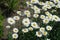 Multiple white flowers of Leucanthemum vulgare