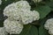 Multiple white hydrangea plant or hortensia flower with bloom and leaves in the garden