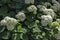 Multiple white hydrangea plant or hortensia flower with bloom and leaves in the garden