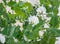 Multiple white pea blossoms in front of soft green plants.