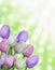 Multiple white pink and purple easter spring tulips with abstract green bokeh background and sun rays