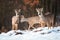 Multiple wild deer bucks in wintry wildlife scenery from nature