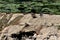 Multiple wild ducks or mallards waterfowl dabbling ducks calmly sitting on top of dry broken stone and rock river dam