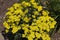 Multiple yellow flowers blooming in the outdoor garden