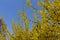 Multiple yellow flowers of forsythia against blue sky
