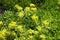 Multiple yellow flowers of Sedum kamtschaticum