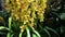 multiple yellow orchid\'s blossom