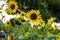 Multiple yellow sunflowers blooming in the flower garden