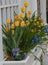 Multiple yellow tulips In white windowbox
