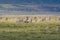 Multiple Zebras and Tompson`s Gazelles in the grassland conservation area of the Ngorongoro Crater. Wildlife safari concept.