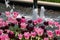 Multiples of Brightly Colored Tulips Seen growing in a Garden.