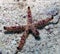 A Multipore Sea Star Linckia multifora in the Red Sea
